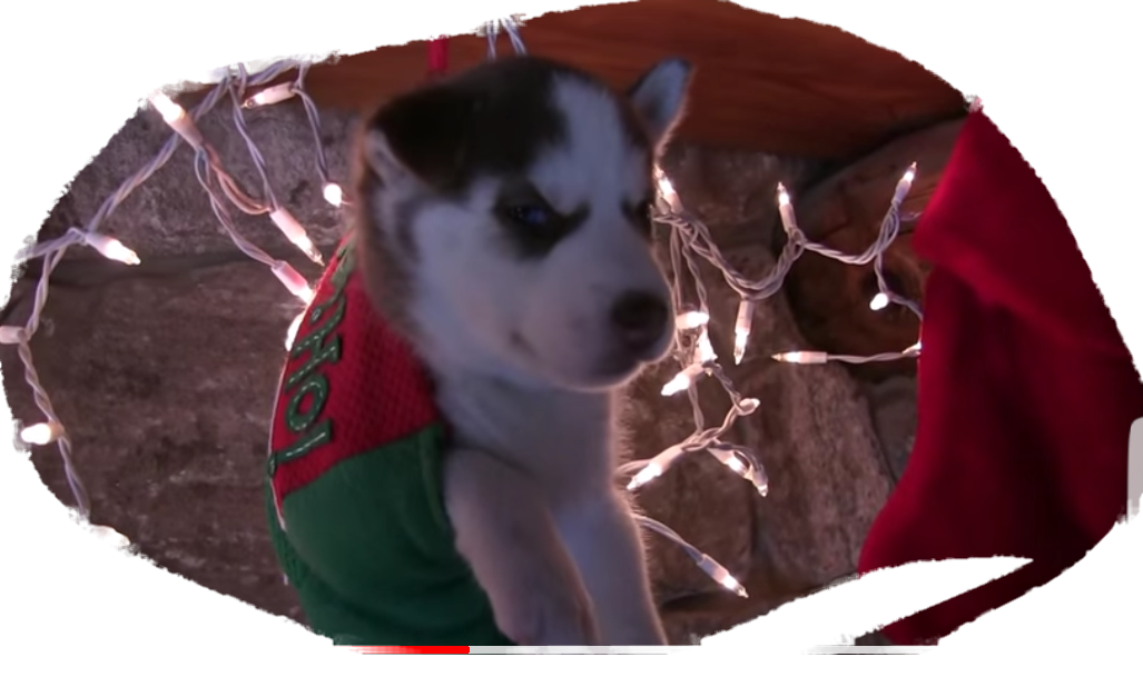 Labrador Husky (1027x609), Png Download