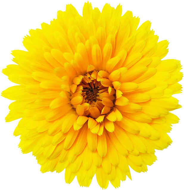 Single Flower Png - Single Flower Transparent Background (1024x683), Png Download