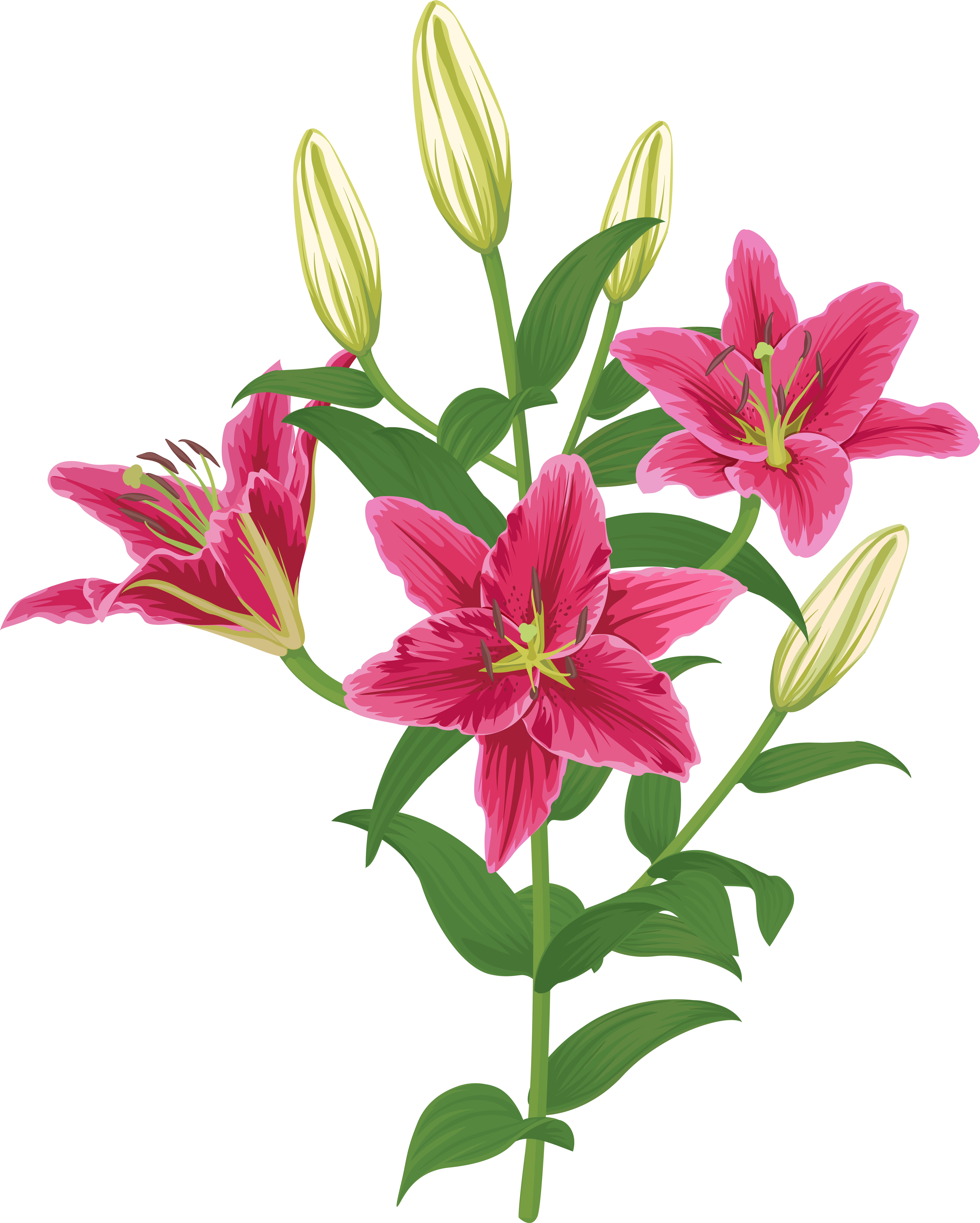Lily Transparent Single Pink Free Library (6438x8000), Png Download