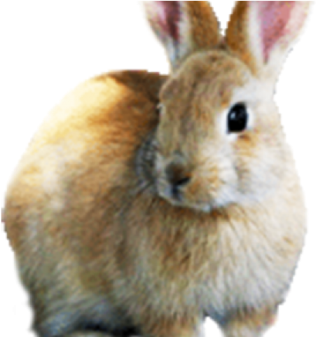 Easter Bunny Clip Art (640x480), Png Download