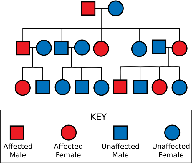 Medium To Large Size Of Free Family Tree Genetic Chart - Huntington's Disease Pedigree Chart (670x579), Png Download