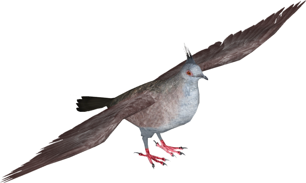 Crested Pigeon - Stock Dove (995x995), Png Download