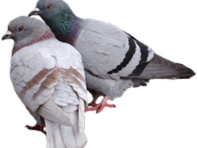 Pigeon Png Transparent Images - Hatoful Boyfriend (640x480), Png Download