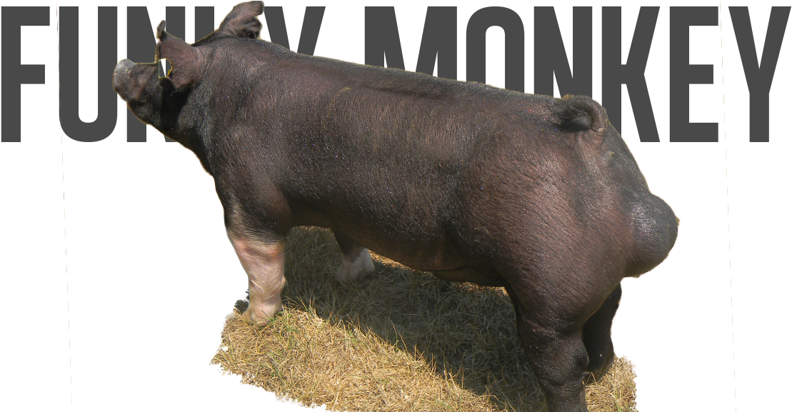 Turbo X Aj - Domestic Pig (1131x576), Png Download