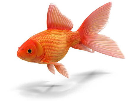 Goldfish Png Transparent - Colors In Chamorro: With English Translations (600x600), Png Download