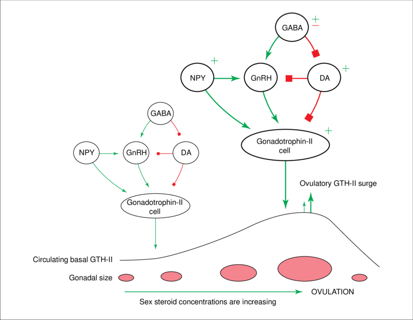 Integrated Neuroendocrine Control Of Seasonal Gonadal - Neuroendocrine Dopamine (850x659), Png Download