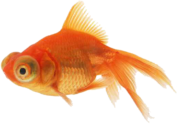 Goldfish Png (704x500), Png Download