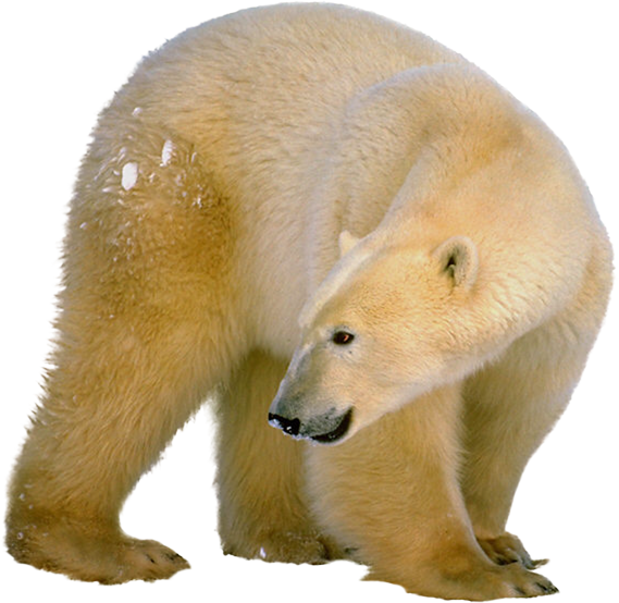 Polar White Bear Png, Download Png Image With Transparent - Polar Bear Shower Curtain (569x554), Png Download