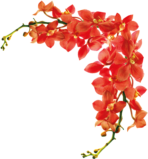 Floral Decorative Border Cartoon Transparent - Shutterstock Flowers Hd (1024x682), Png Download