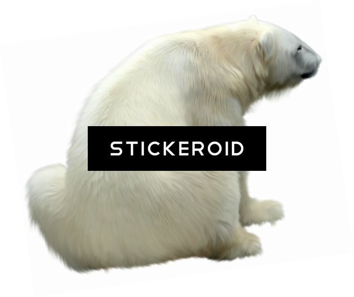 Polar White Bear - Polar Bear (714x598), Png Download