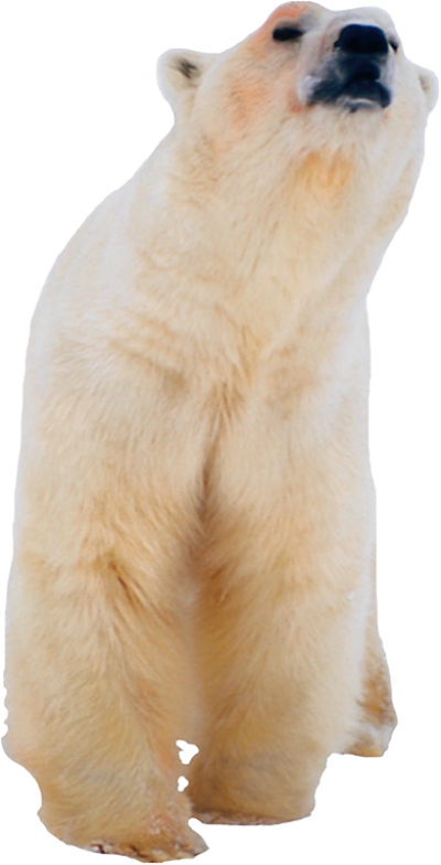 Polar White Bear Png, Download Png Image With Transparent - Oso Polar Png (400x784), Png Download