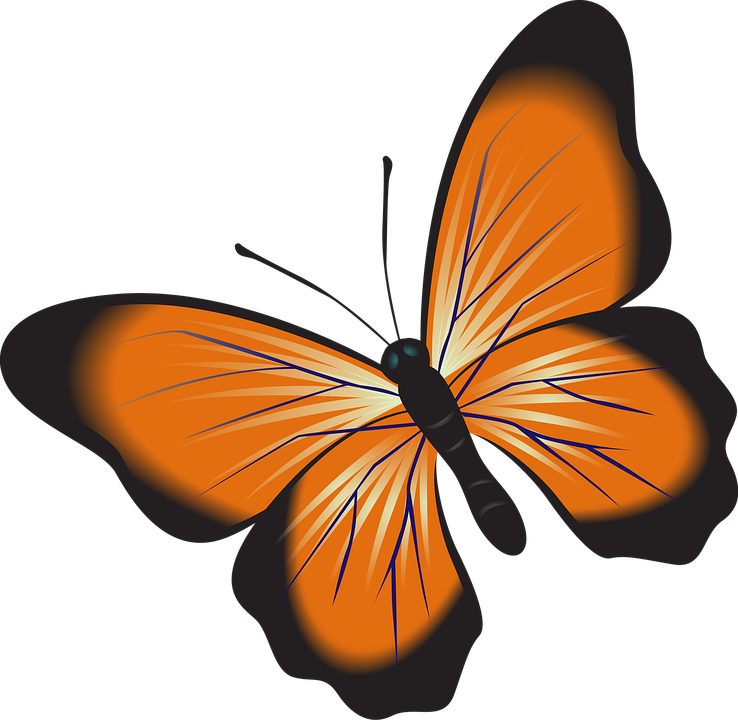 Butterfly Cliparts Background 10, Buy Clip Art (738x720), Png Download
