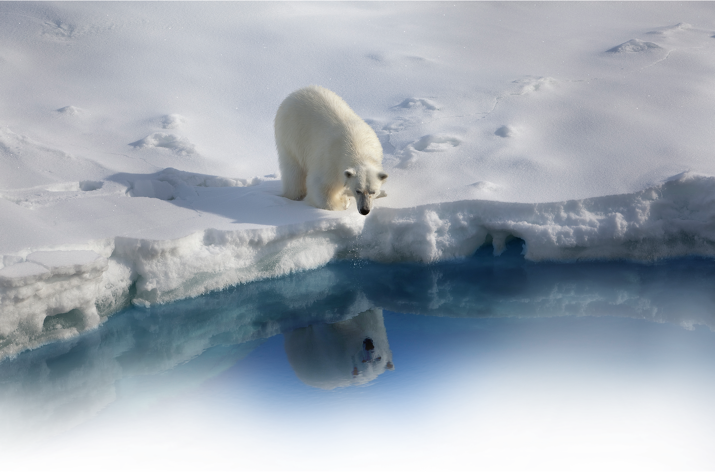Bear - Endangered Animals To Habitat Destruction (1431x946), Png Download