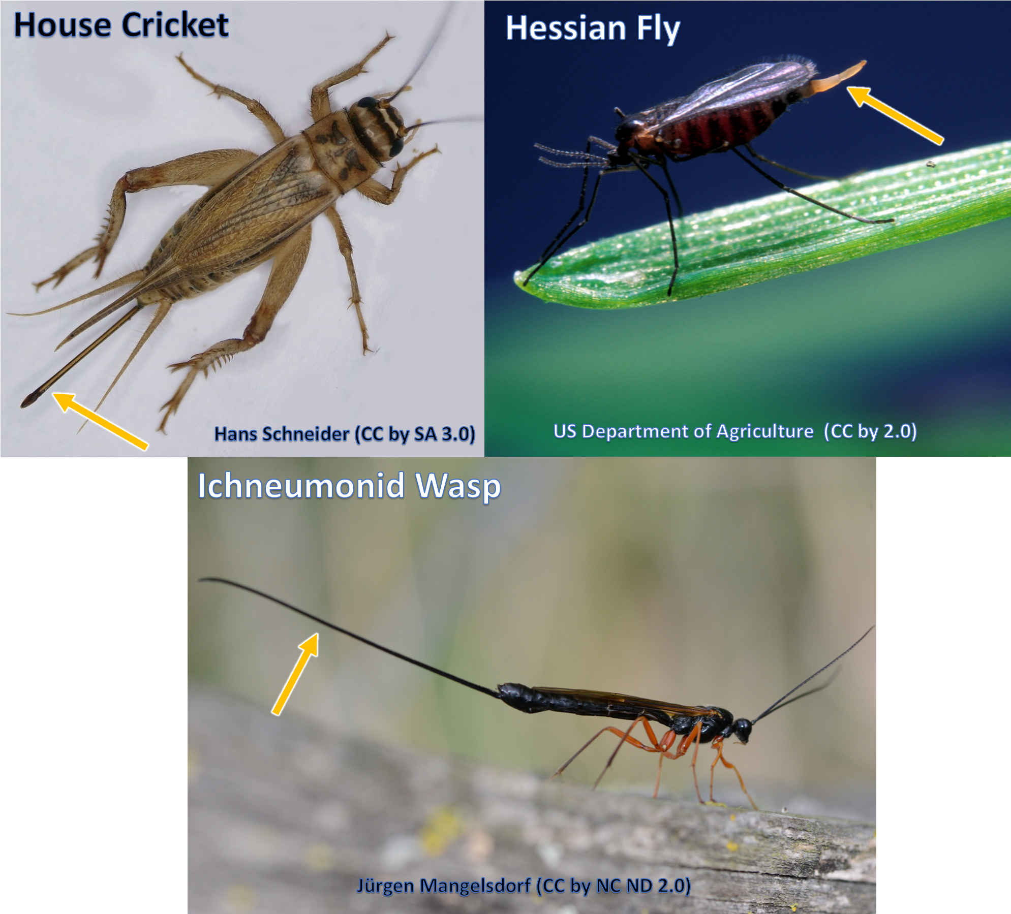 Ovipositors Can Come In Many Shapes And Sizes - Ovipositors Insects (1988x1805), Png Download