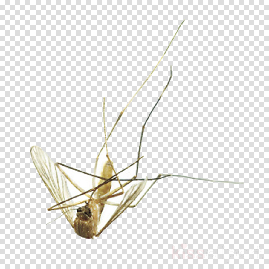 Download Mosquito Clipart Pest Control Fly - Blue Shooting Star Clear Background (900x900), Png Download