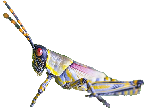 Insect (768x480), Png Download