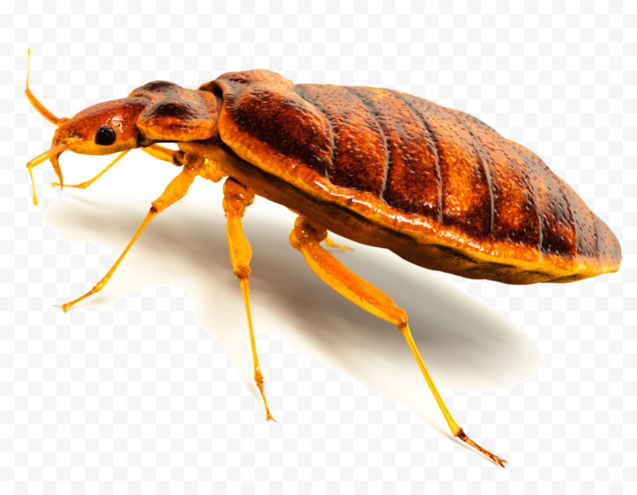 Bed Bug Png - Transparent Background Insect Png (900x700), Png Download