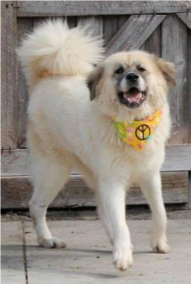 Photo Monday - Ancient Dog Breeds (870x580), Png Download