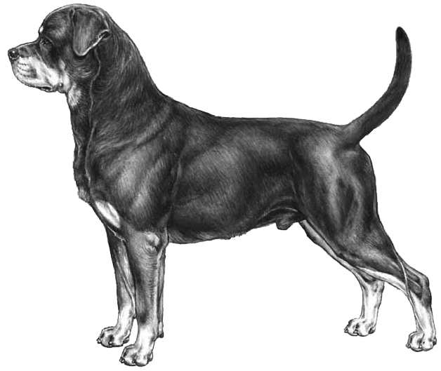 Download Rottweiler - Italian Kennel Club PNG Image with No Background ...