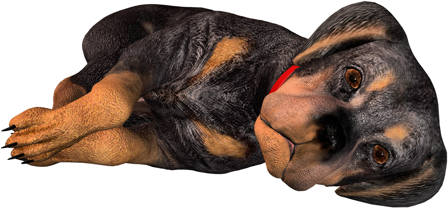Black And Tan Coonhound Bloodhound Rottweiler Puppy - Hunting Blood Hound (1600x1131), Png Download