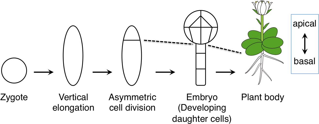 Fig2 Gandd En - Portable Network Graphics (1368x517), Png Download