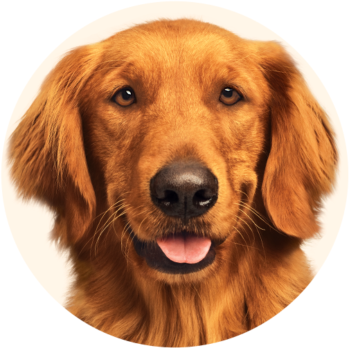 Baked Beans Go Great With More Than Just Hot Dogs Try - Duke Bush's Baked Beans Dog (600x600), Png Download