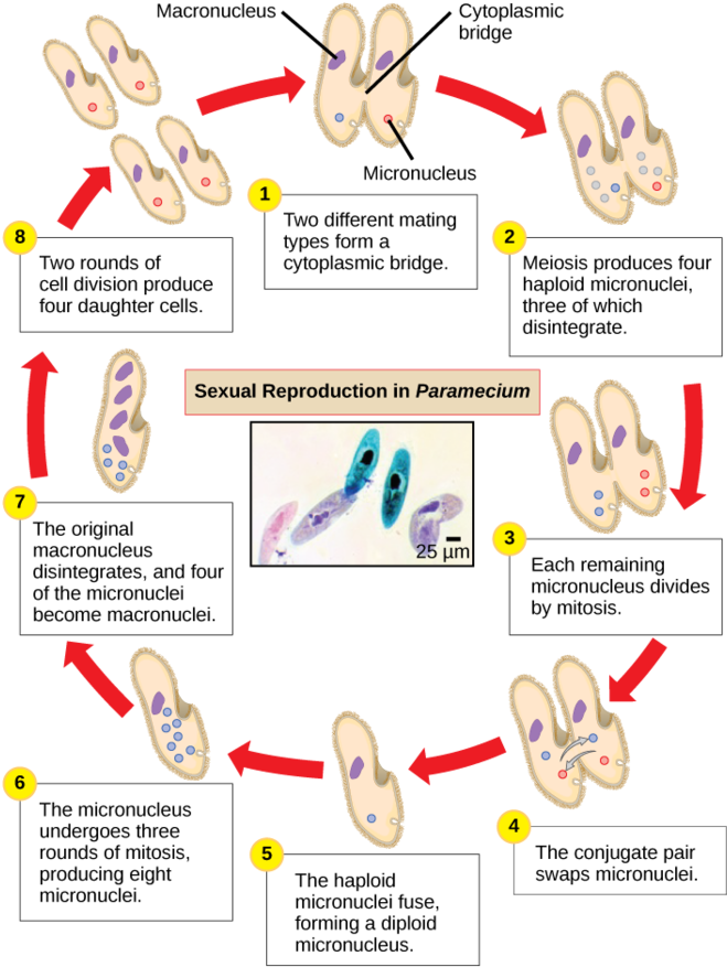 Image - Sexual Reproduction Paramecium (680x915), Png Download