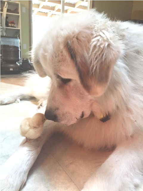 Killer Baby Chick - Golden Retriever (1200x638), Png Download