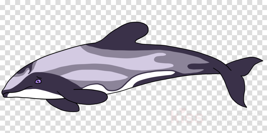 Hector's Dolphin Clipart Common Bottlenose Dolphin - North Carolina On Map No Background (900x450), Png Download
