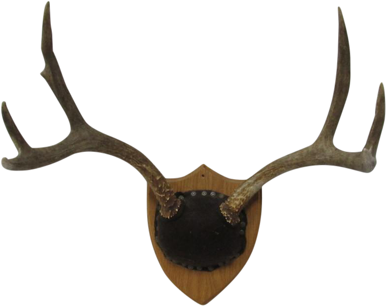 Png Deer Antlers Png Freeuse Library - Antler (870x689), Png Download