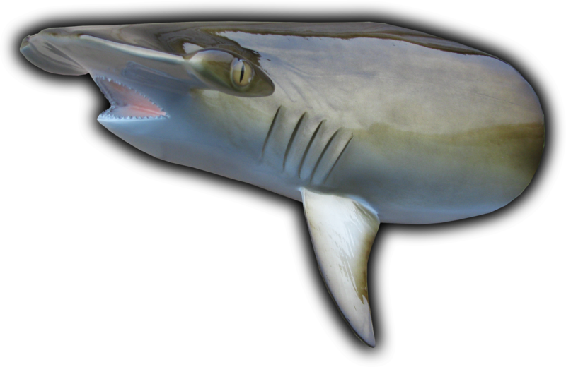 Hammerhead Shark Head Mount Cut From 85" Fish Replica - Hammerhead Shark Fish Replicas (800x520), Png Download