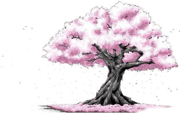 Cherry Blossom Cerasus Pink - 背景 素材 (800x800), Png Download