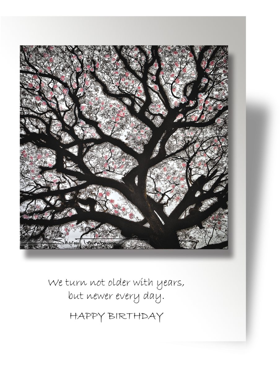 Cp058 Cherry Blossom Tree - Cherry Blossom (1000x1228), Png Download