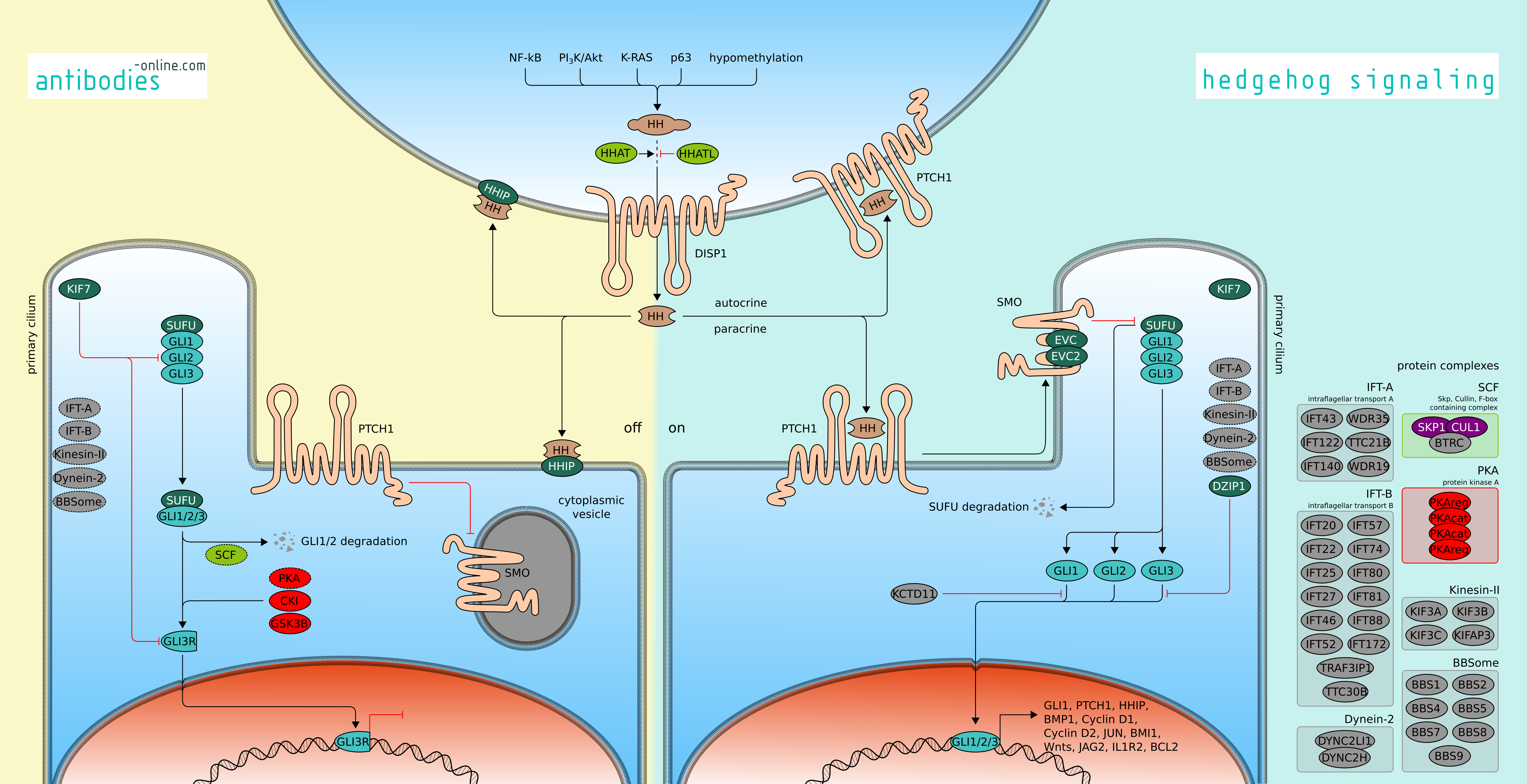 Close - Antibody (5520x2835), Png Download