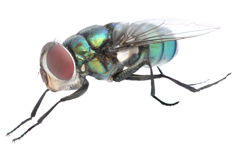 Fly Png Background Image - Mosca Png (800x490), Png Download