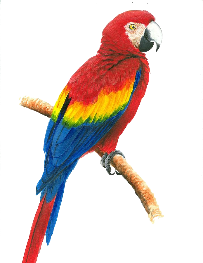 Macaw Face Png Image Background - Drawing Of A Parrot With Color (695x900), Png Download