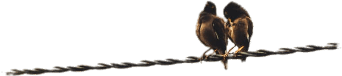 Couple Of Birds Perched On A Cable - Bird (1071x420), Png Download
