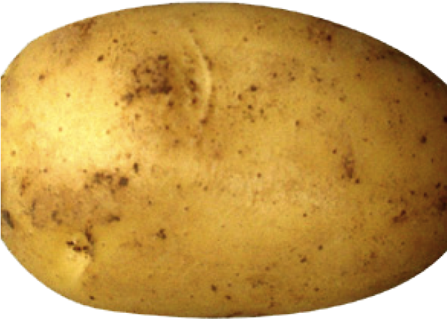 Potato Png Transparent Images - Cat Nail Stickers And Appliques By Npw - Cat Crazy (640x480), Png Download