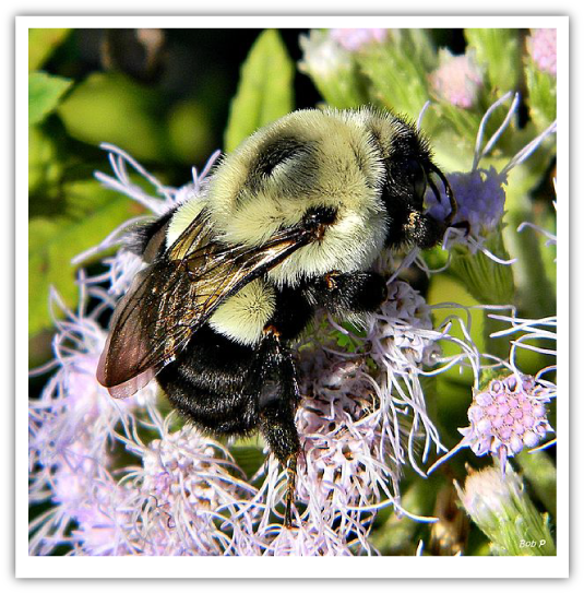 Bee - Common Eastern Bumble Bee (620x620), Png Download