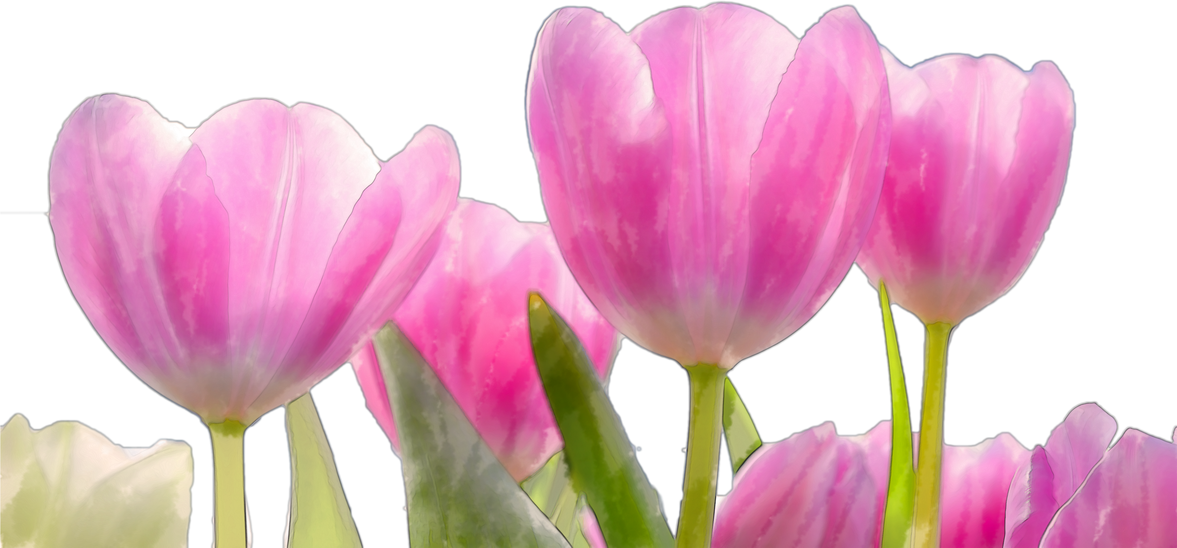 Beautiful Watercolor Pink Flowers Png - Flower (4000x2880), Png Download