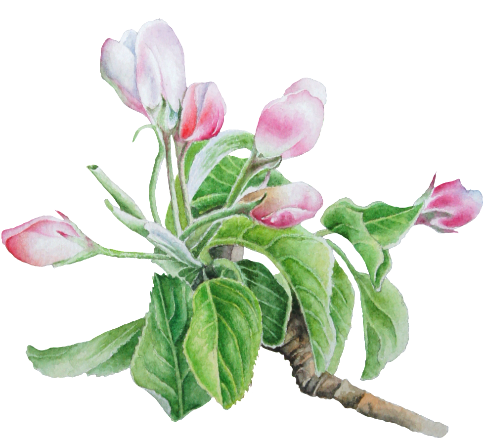 Hand Painted Pale Pink Flower Png Transparent - Watercolor Painting (1024x922), Png Download