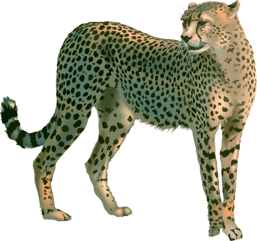 Free Png Cheetah Png Images Transparent - Гепард Пнг (850x800), Png Download