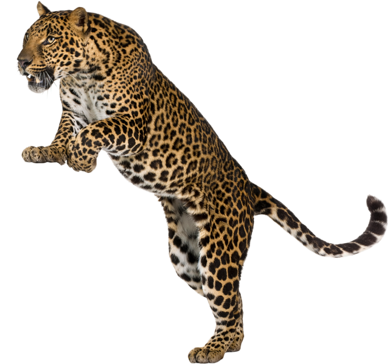 Leopard Images Animal - Leopard White Background (800x771), Png Download