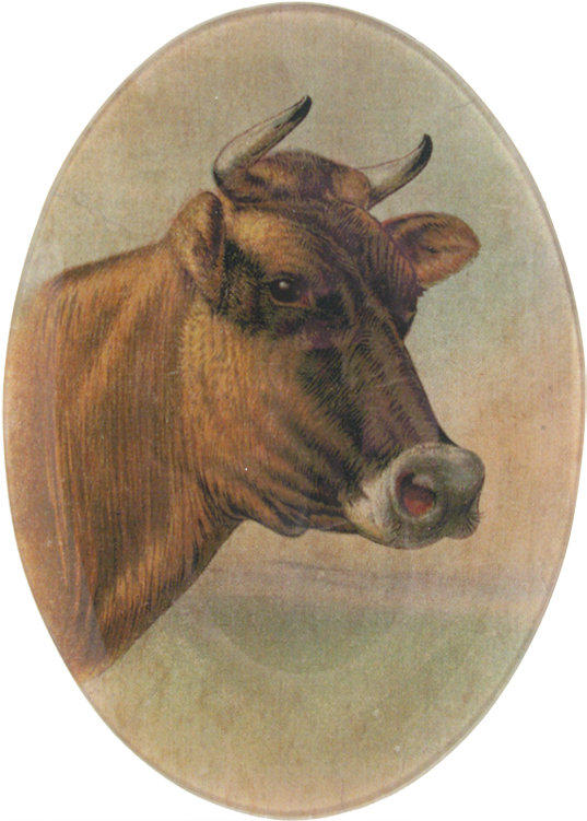 Cattle (800x800), Png Download