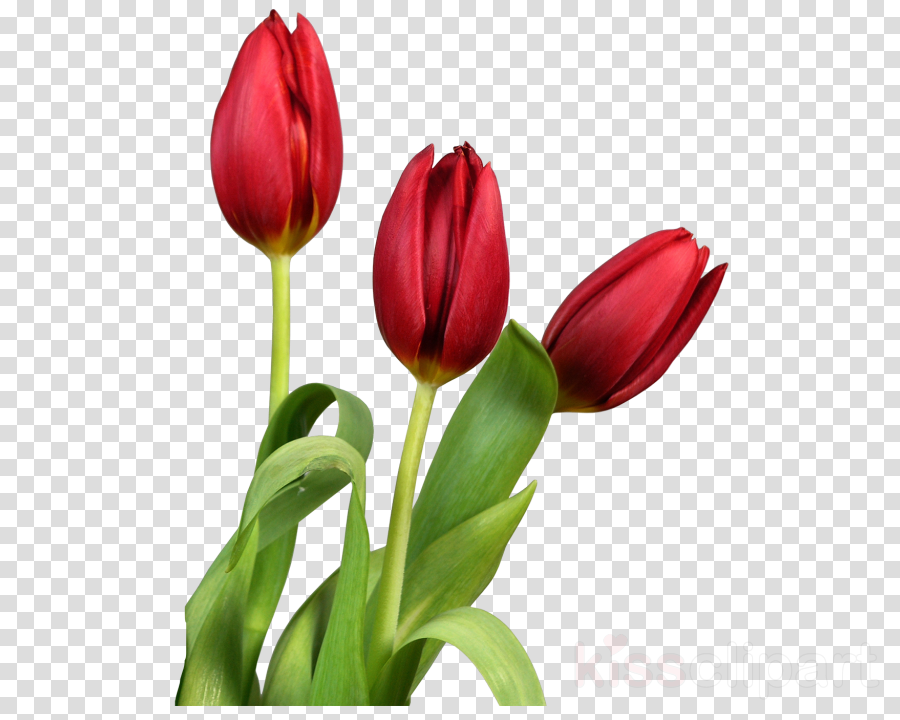 Download Good Morning With Beautiful Flowers Clipart - Beautiful Flowers Good Morning (900x720), Png Download