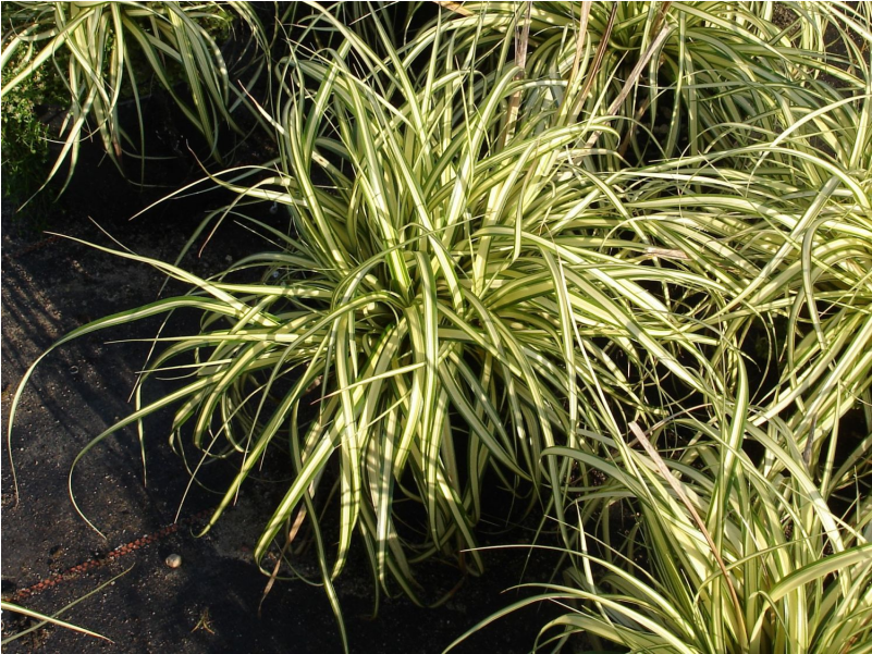 №2010 Carex Hachijoensis Evergold - Sweet Grass (800x800), Png Download