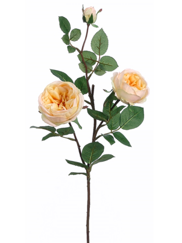 29" Cabbage Rose Spray Yellow Apricot - Cabbage Rose Spray In Pastel Yellow Apricot - 29in. (800x800), Png Download