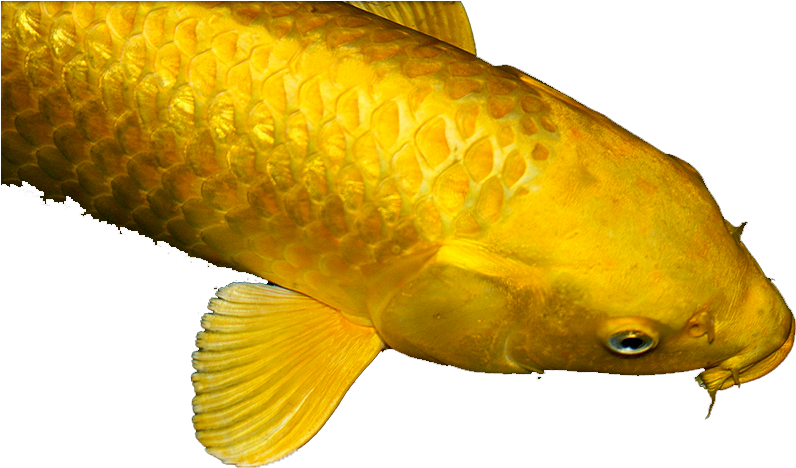 The Golden Carp - Golden Carp Png (795x494), Png Download