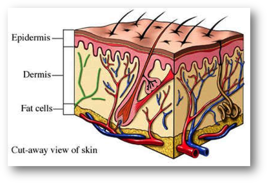 The Skin Is Made Up Of 3 Major Layers, The Hypodermis, - Yellow Fever Mosquito Diagram (930x641), Png Download