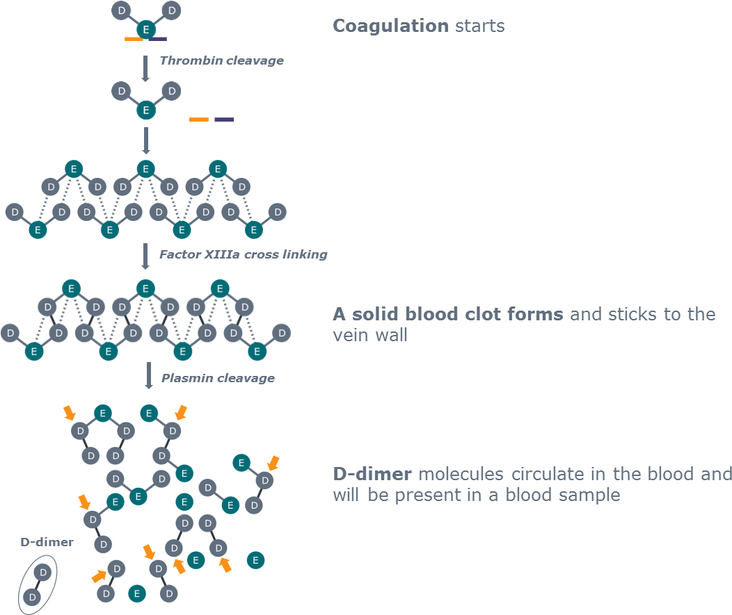 D-dimer Is Produced As The End Product Of Fibrinolysis - D Dimer (1086x884), Png Download
